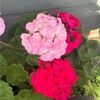 ashley_p1983